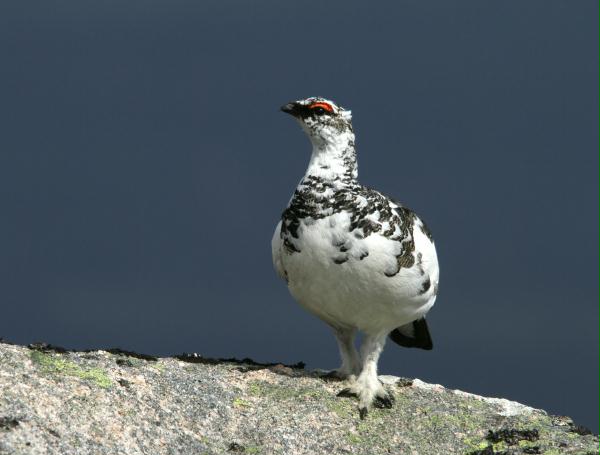 Ptarmigan <i>Lagopus mutus</i>