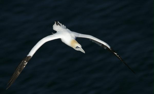 Gannet <i>Morus bassanus</i>