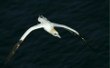 Gannet <i>Morus bassanus</i>