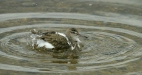 Common Sandpiper <i>Actitis hypoleucos</i>