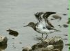 Common Sandpiper <i>Actitis hypoleucos</i>