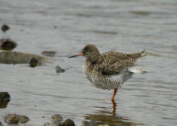 Redshank <i>Tringa totanus</i>