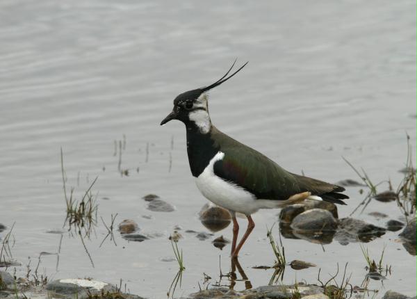 Lapwing <i>Vanellus vanellus</i>