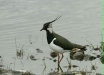 Lapwing <i>Vanellus vanellus</i>