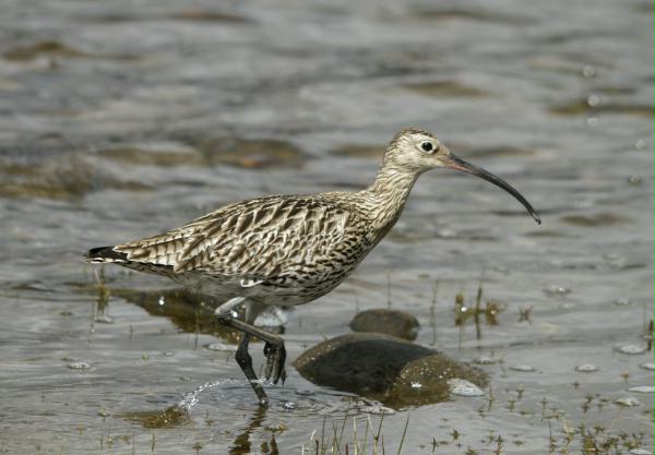 Curlew <i>Numenius arquata</i>