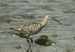 Curlew <i>Numenius arquata</i>