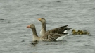 Greylag Goose <i>Anser anser</i>