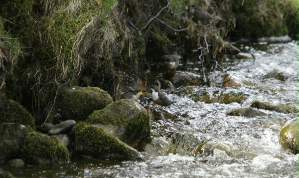 Dipper <i>Cinclus cinclus</i>