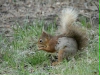 Red Squirrel <i>Sciurus vulgaris</i>