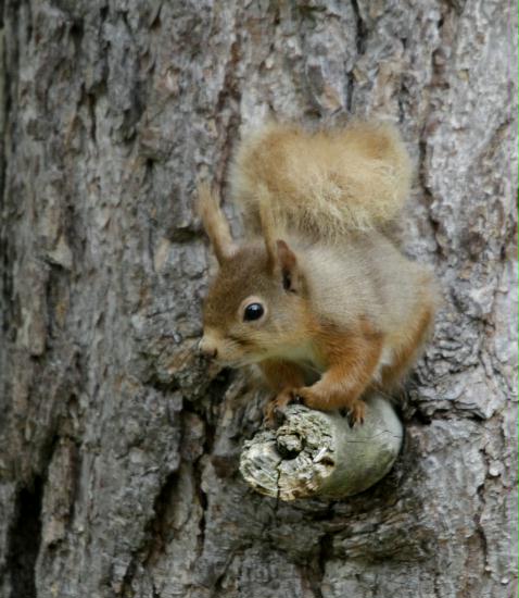 Red Squirrel <i>Sciurus vulgaris</i>