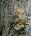 Red Squirrel <i>Sciurus vulgaris</i>
