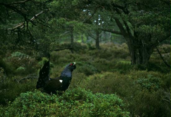 Capercaillie, Abernethy Forest, Highlands