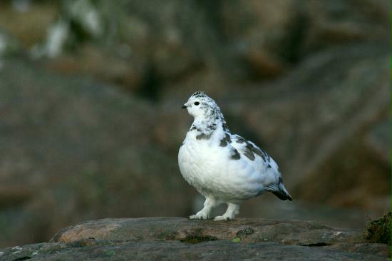 Ptarmigan, Applecross, Highlands