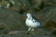 Ptarmigan