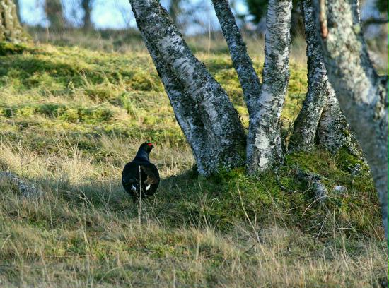 Black Grouse, Tulloch Moor, Highlands