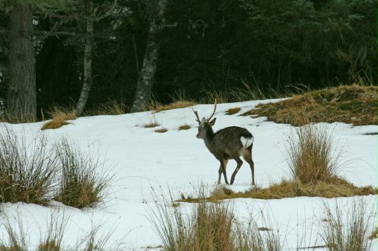 Sika Deer, Upper Findhorn Valley, Highlands