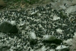 Guillemot colony