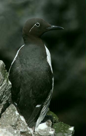 Common Guillemot (bridled morph), Lunga, Treshnish Isles