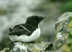 Razorbill