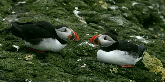 Puffins, Lunga, Treshnish Isles
