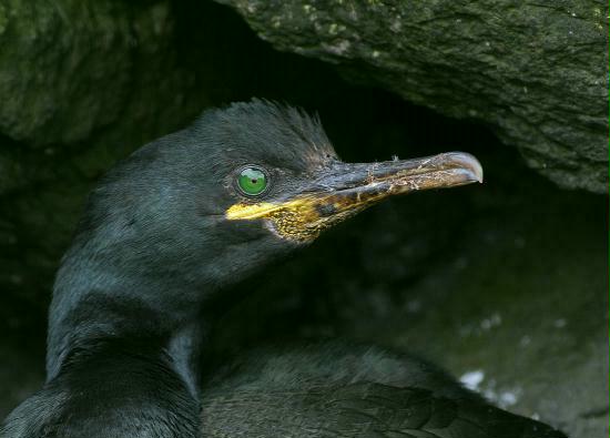 Shag, Lunga, Treshnish Isles