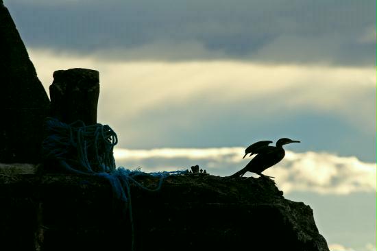 Shag, Embo, Highlands