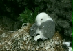 Kittiwake