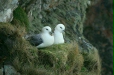 Fulmar
