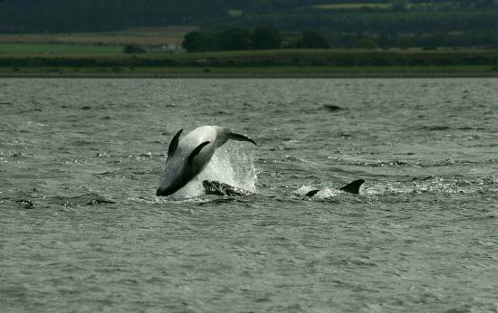 Bottlenose Dolphins, Chanonry Point, Black Isle, Inverness