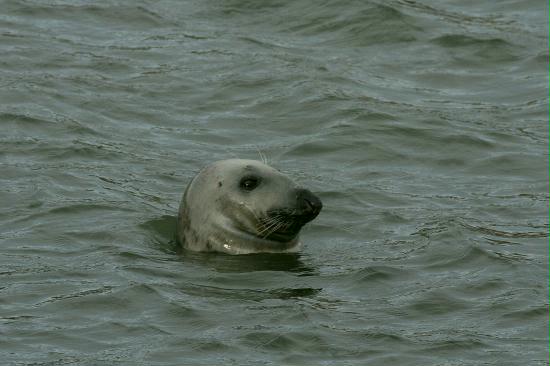 Grey Seal, Dunbar, nr Edinburgh