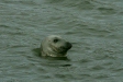 Grey Seal