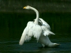 Whooper Swan