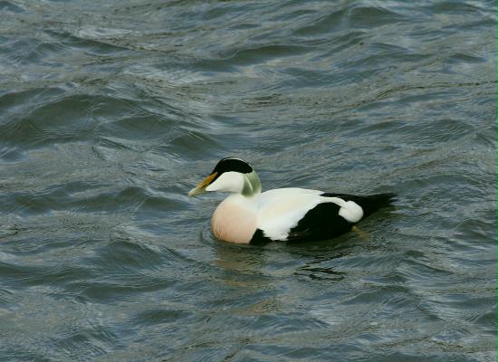 Eider, Dunbar, East Lothian
