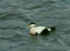 Eider