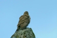 Buzzard