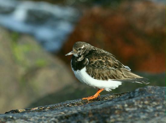 Turnstone, Nairn, Highlands