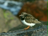 Turnstone