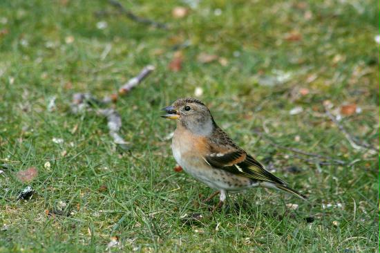Brambling, Grantown-on-Spey, Highlands