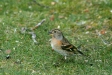 Brambling