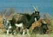 Wild Goat