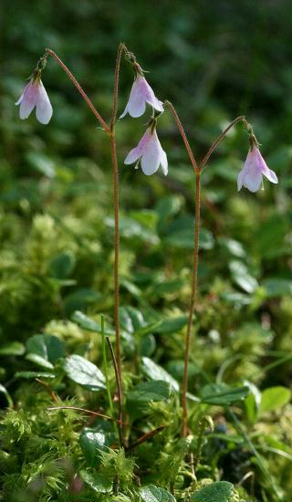 Twinflower, Abernethy Forest, Highlands