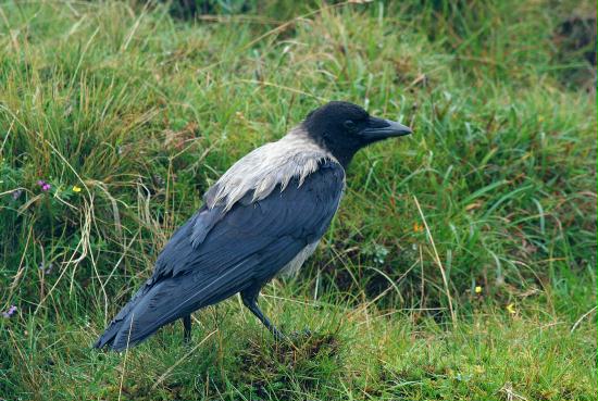 Hooded Crow, Isle of Skye, Highlands