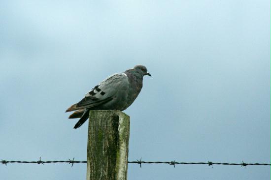 Rock Dove, Isle of Skye, Highlands