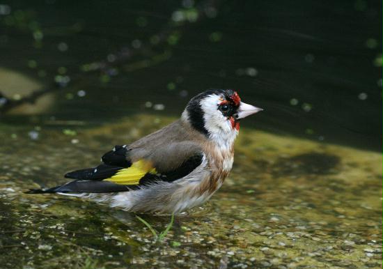 Goldfinch <i>Carduelis carduelis</i>