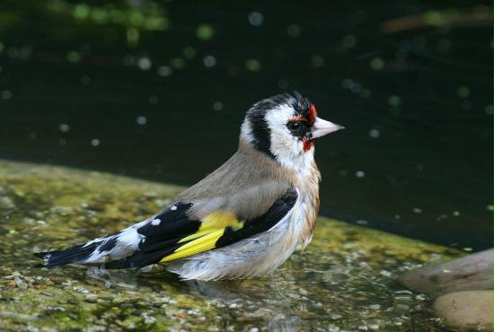 Goldfinch <i>Carduelis carduelis</i>