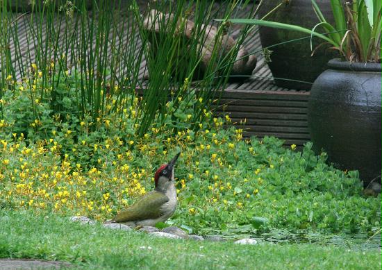 Green Woodpecker <i>Picus viridis</i>