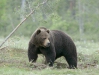 European Brown Bear