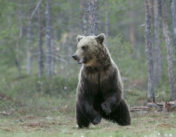 European Brown Bear <i>Ursus arctos arctos</i>