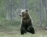 European Brown Bear