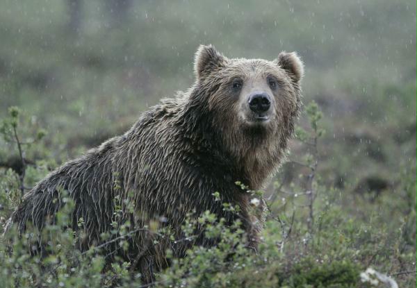 European Brown Bear <i>Ursus arctos arctos</i>